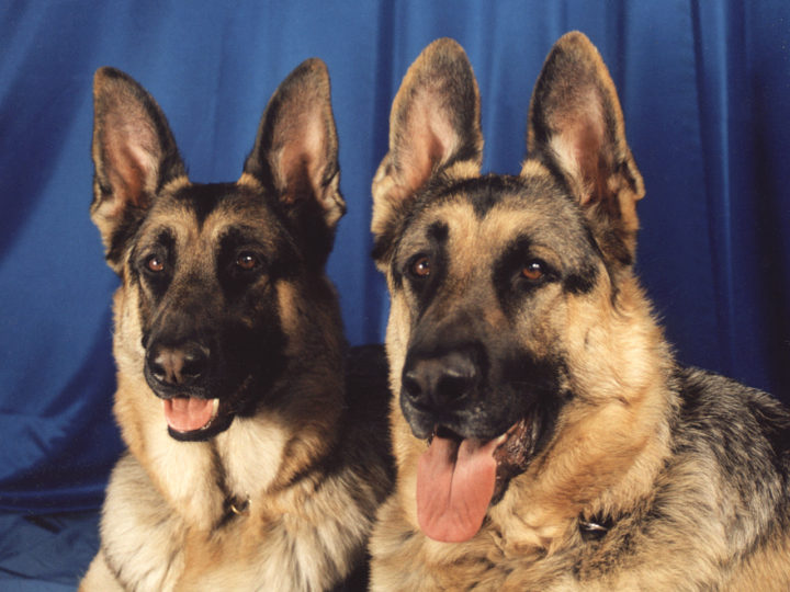 Best Guard Dogs In The World To Own For Protection