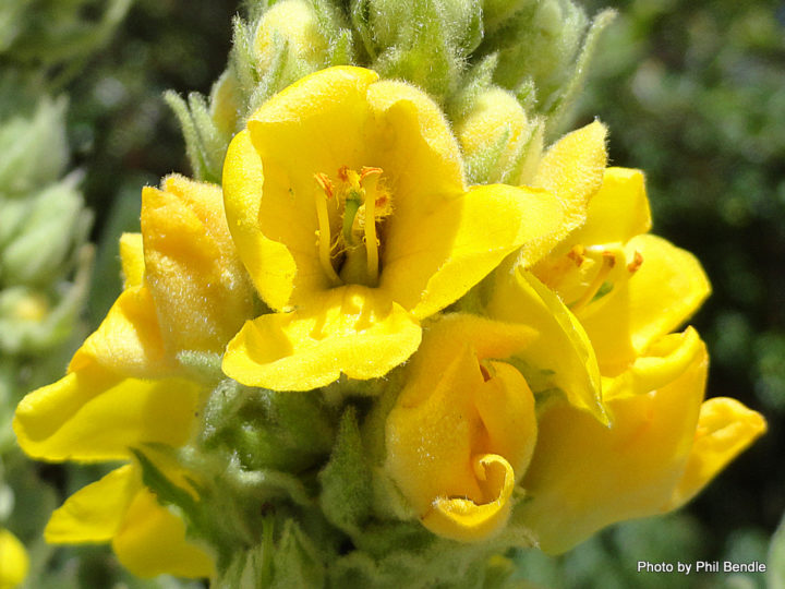 Mullein Tea: Benefits, Side Effects, And How To Make It