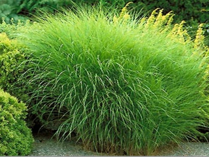 Ornamental Grasses To Take The Home Decor Game To The Next Level
