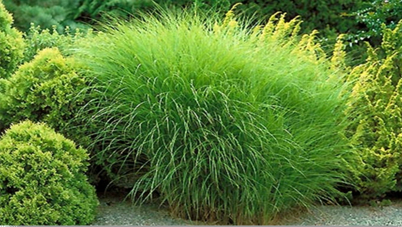 ornamental grasses