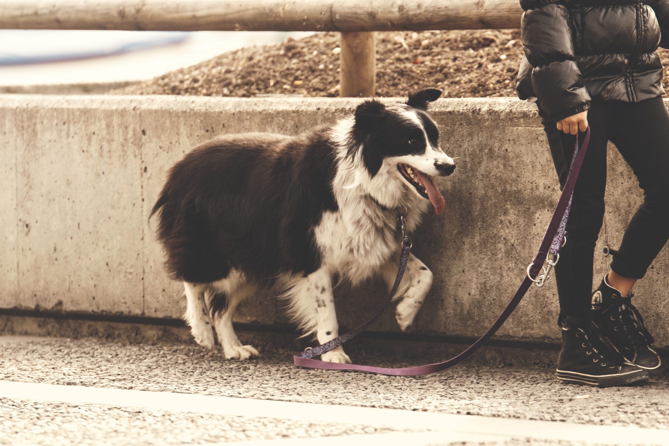 pexels-lumn-237692 - Latest Fashion & Lifestyle Trends best dog boots