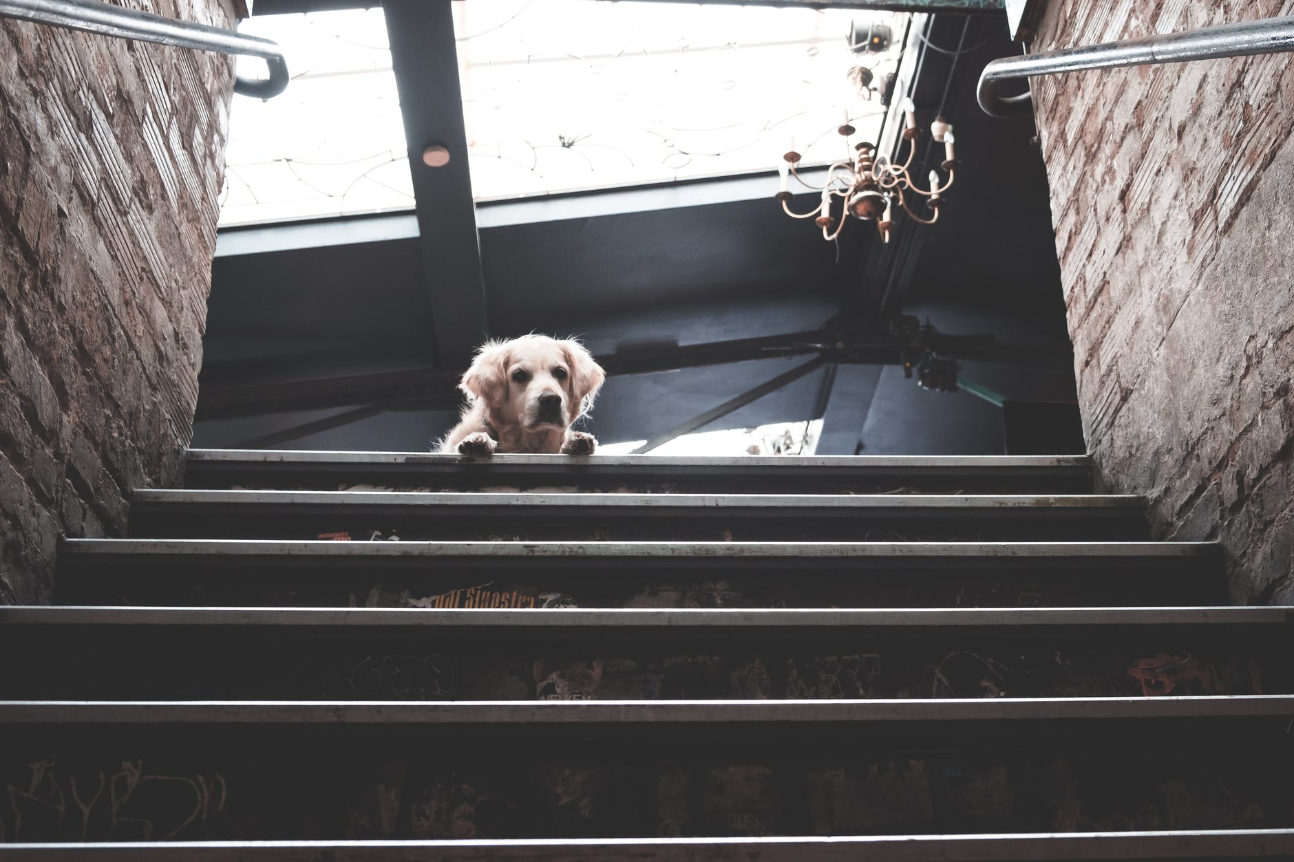 pexels-photo-6510349 - Latest Fashion & Lifestyle Trends best dog ramp