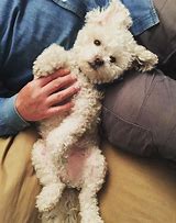 OIP.xLMayu-AHeMOSPQ9tm4j4AHaJQ - Latest Fashion & Lifestyle Trends why do dogs like belly rubs