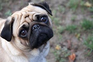 Can Dogs Cry Tears? What Are The Situations Where Dogs Cry?