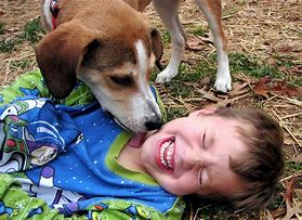 OIP.zWb4UAc16KToPdmQ5IGF3gHaFS - Latest Fashion & Lifestyle Trends why do dogs lick you