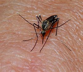 index - Latest Fashion & Lifestyle Trends best mosquito trap