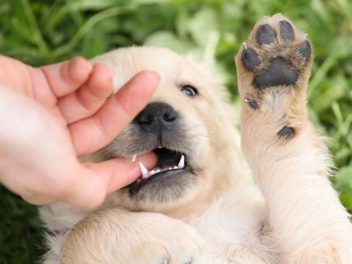 How To Stop Puppy Biting & Why Do Puppy Bites?