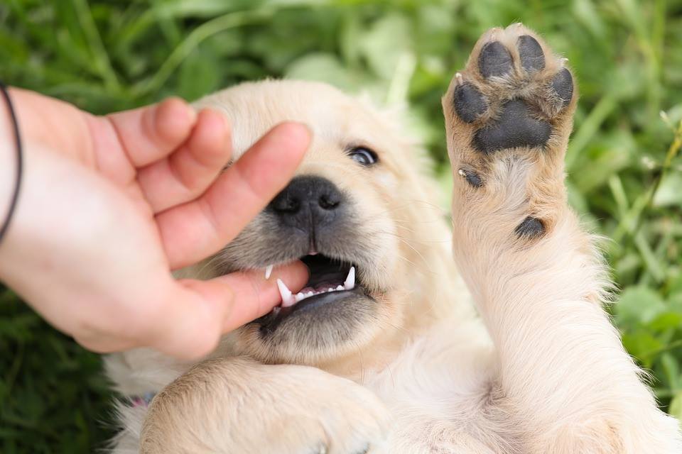 puppy biting