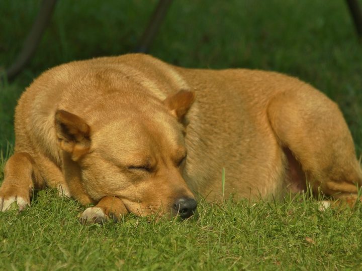 How Much Do Dogs Sleep? Know More About Dog Sleeping