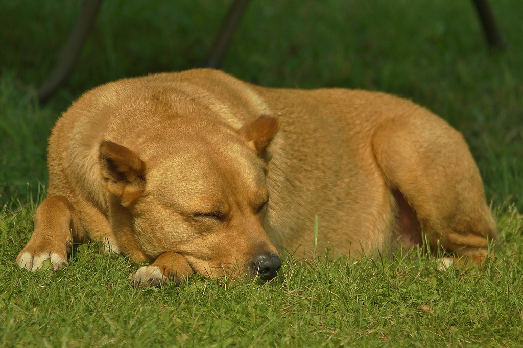 How Much Do Dogs Sleep