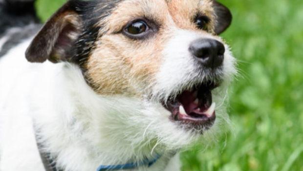 - Latest Fashion & Lifestyle Trends Do Dogs Get Tired Of Barking
