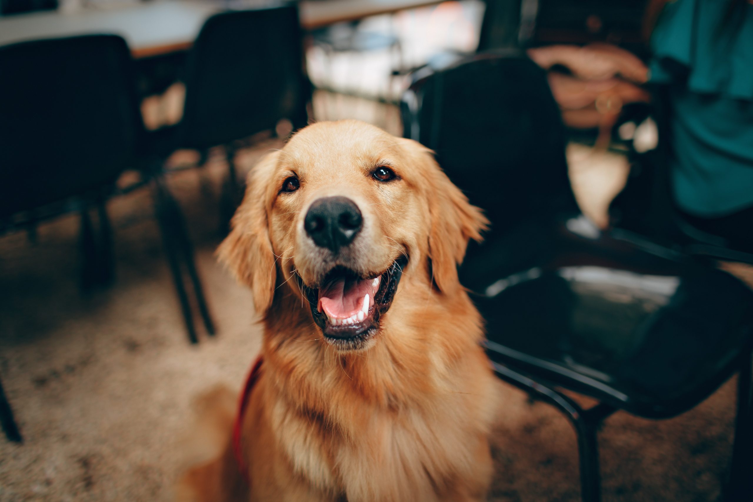 pexels-helena-lopes-2253275 - Latest Fashion & Lifestyle Trends why does my dog stare at me