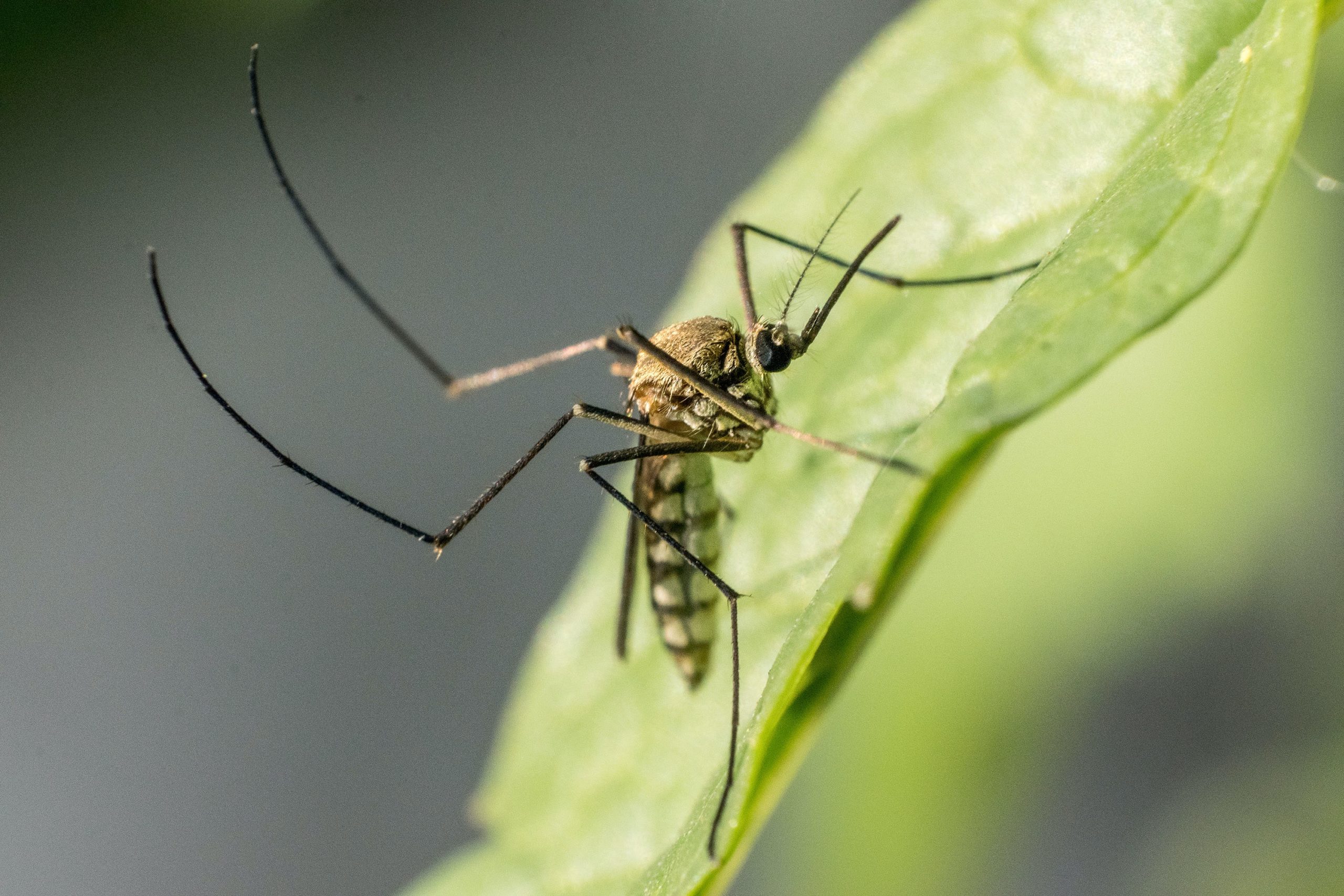 pexels-satheesh-cholakkal-6439698 - Latest Fashion & Lifestyle Trends best mosquito trap