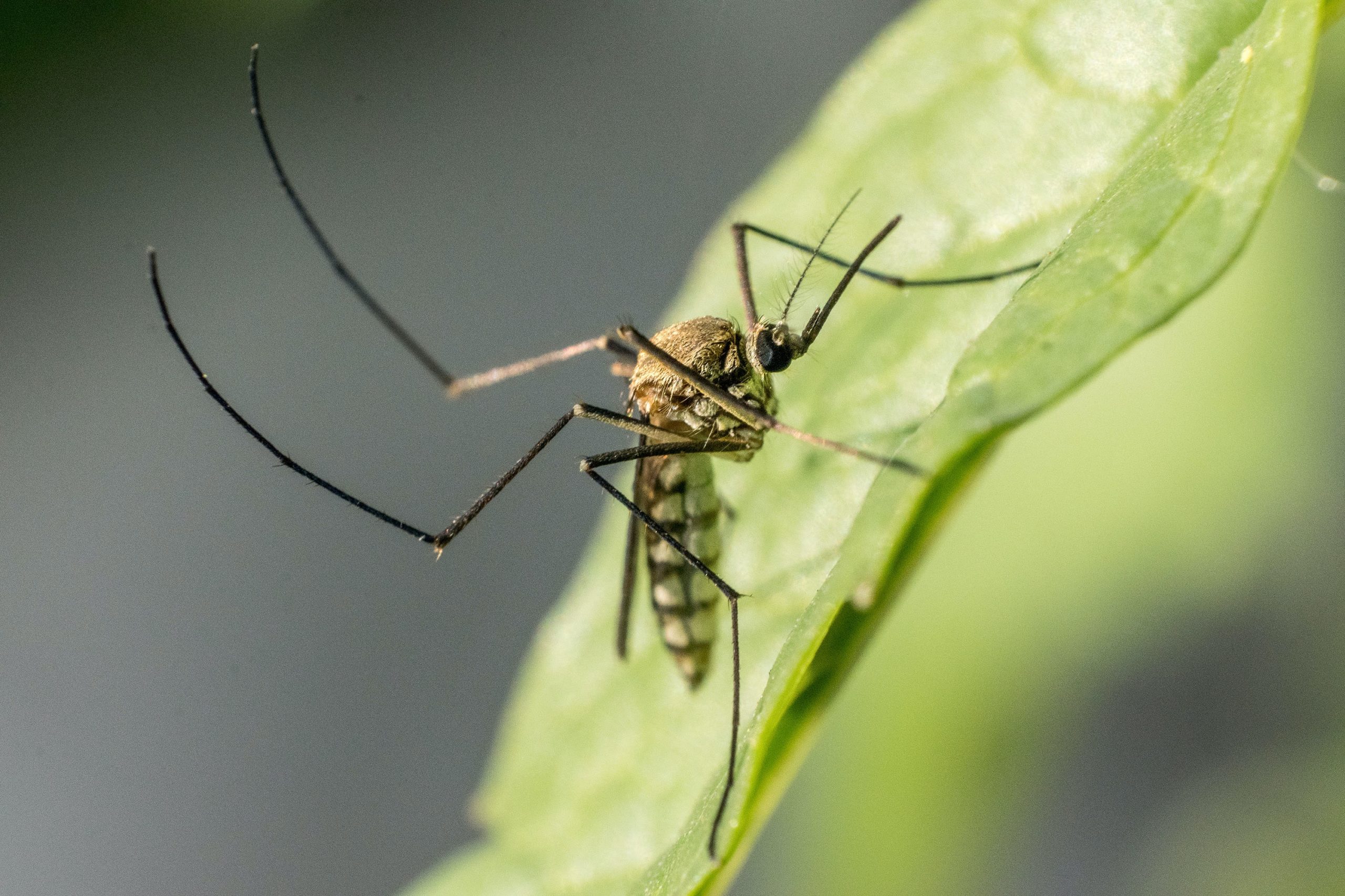 best mosquito trap