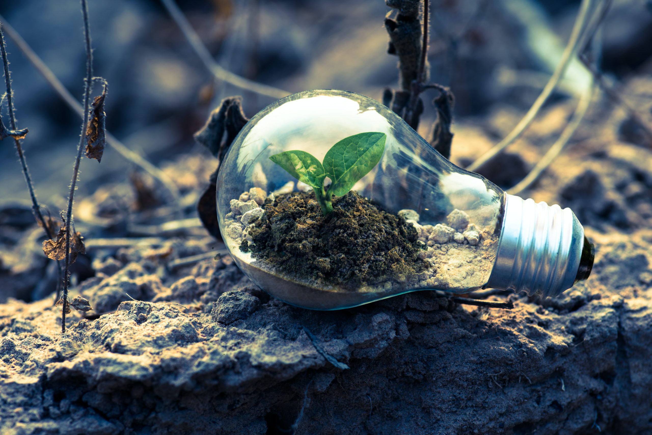pexels-singkham-1108572 - Latest Fashion & Lifestyle Trends essay on Environment