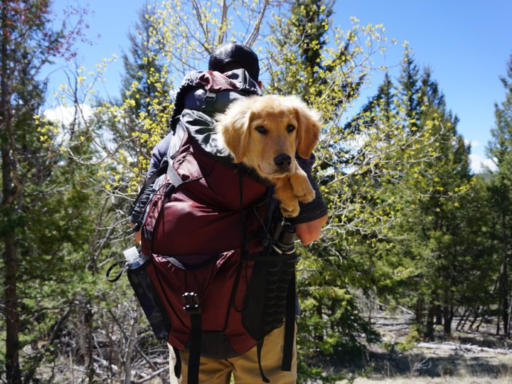 Best Dog Backpack For Hiking and Carrier
