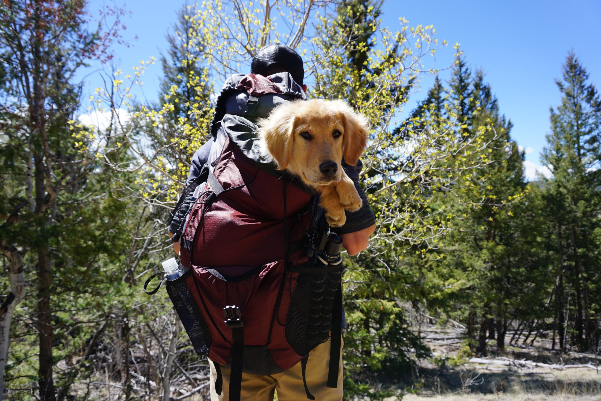 dog backpack