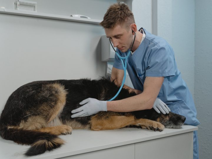 What Is The Right Puppy Vaccination Schedule?