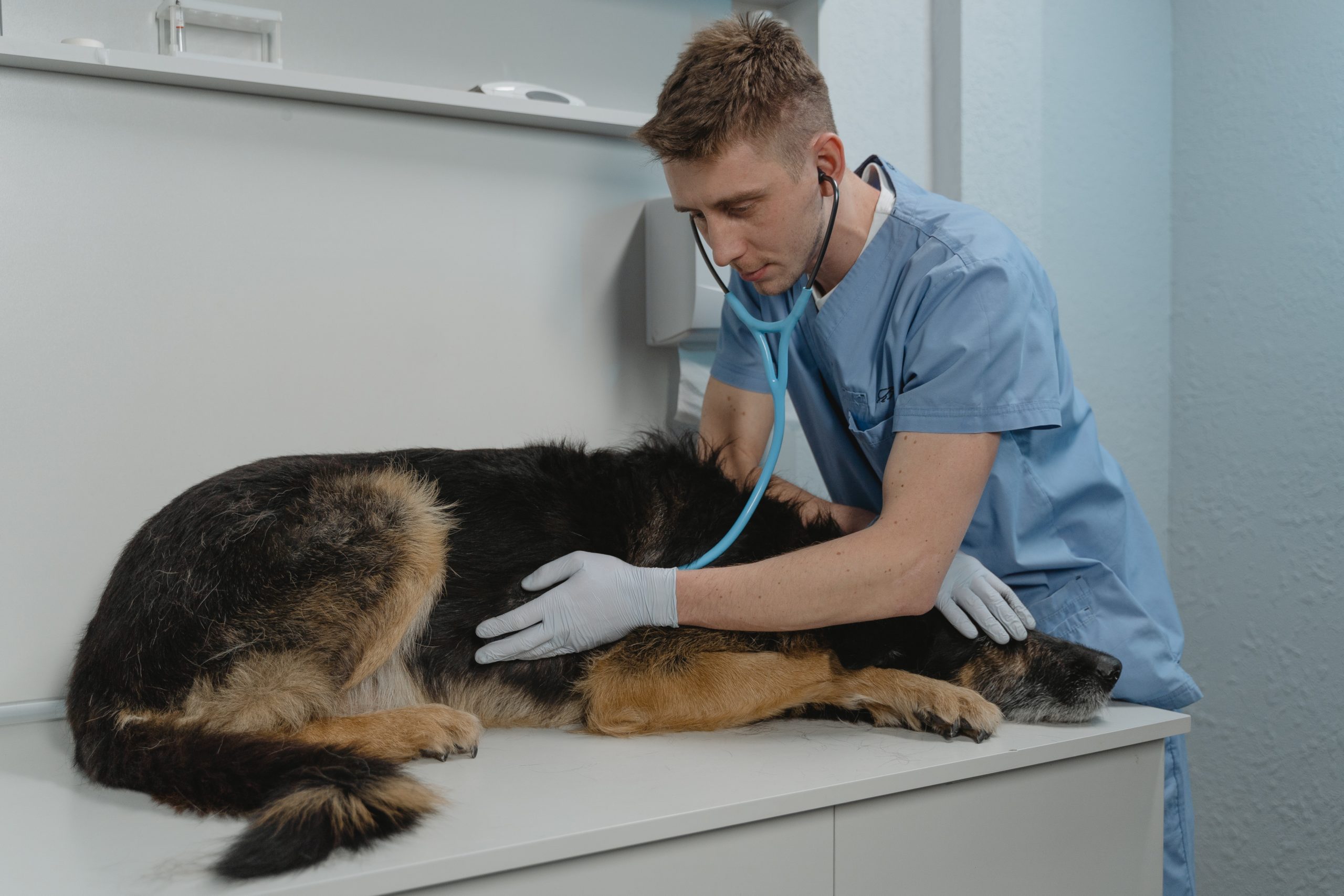 pexels-tima-miroshnichenko-6235233 - Latest Fashion & Lifestyle Trends puppy vaccination schedule