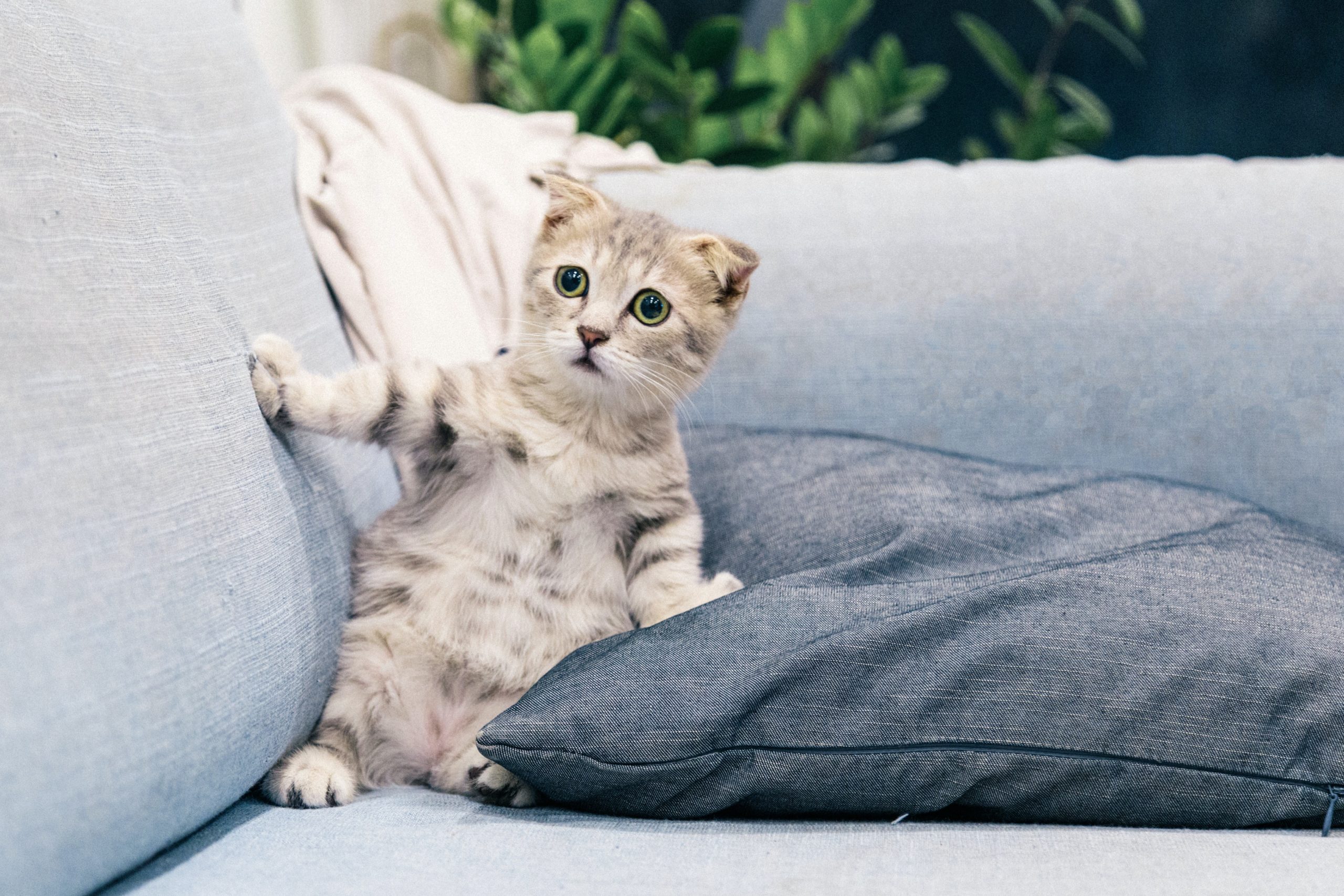 self-cleaning litter box