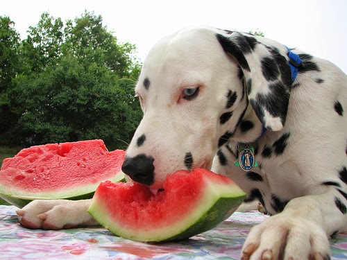 Is watermelon good for dogs?