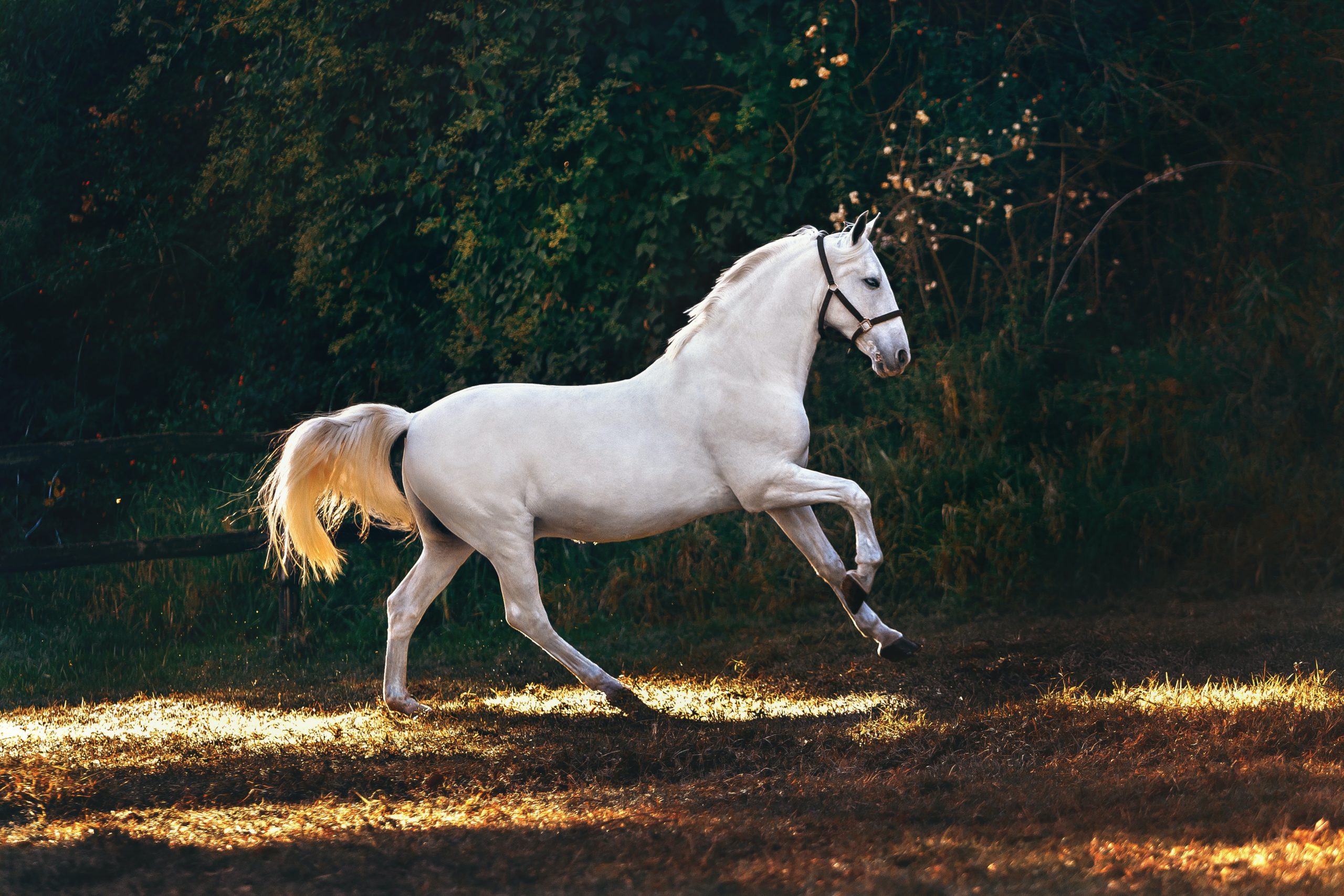 pexels-helena-lopes-1996338 - Latest Fashion & Lifestyle Trends horse manure