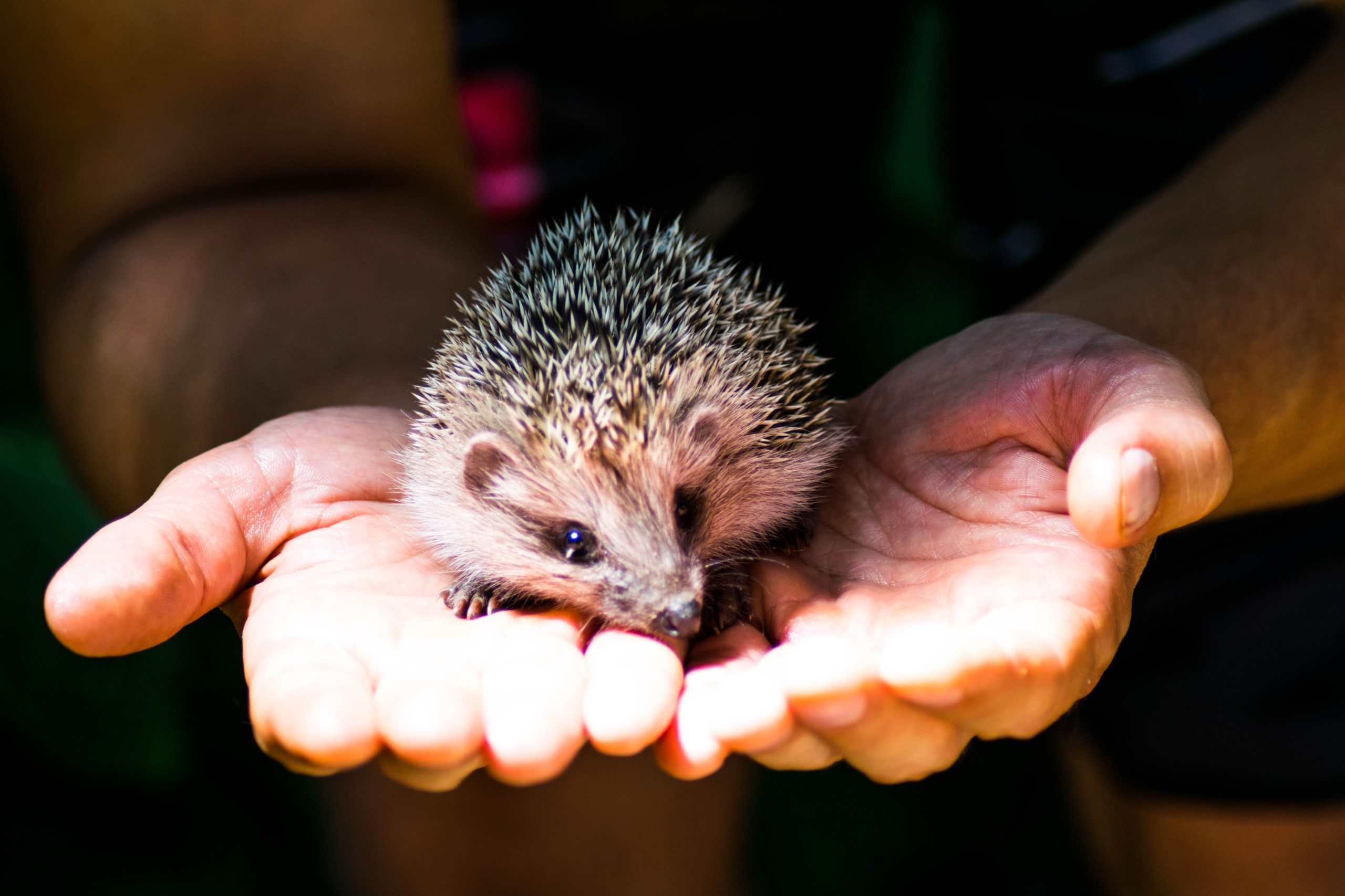 hedgehog food