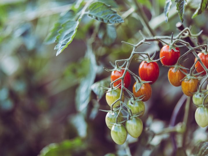 When Is The Right Time to pick tomatoes?