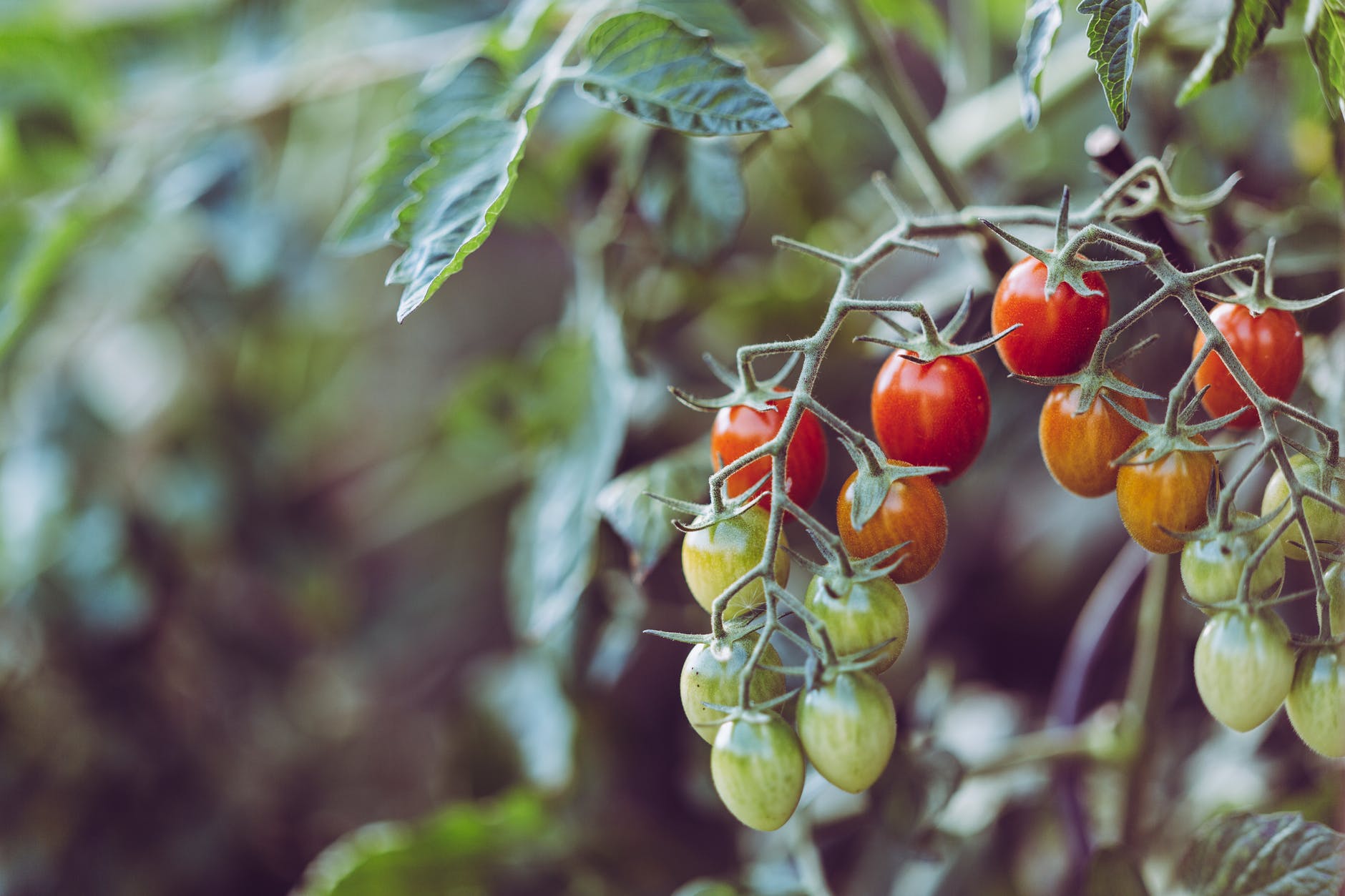 when to pick tomatoes