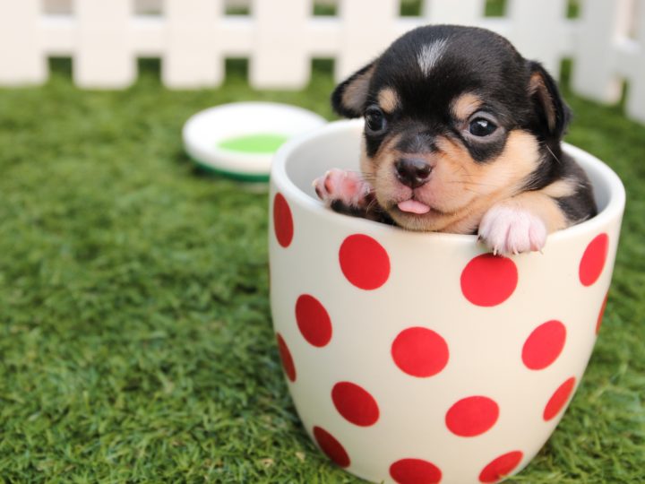 Top Teacup Dog Breeds In The World