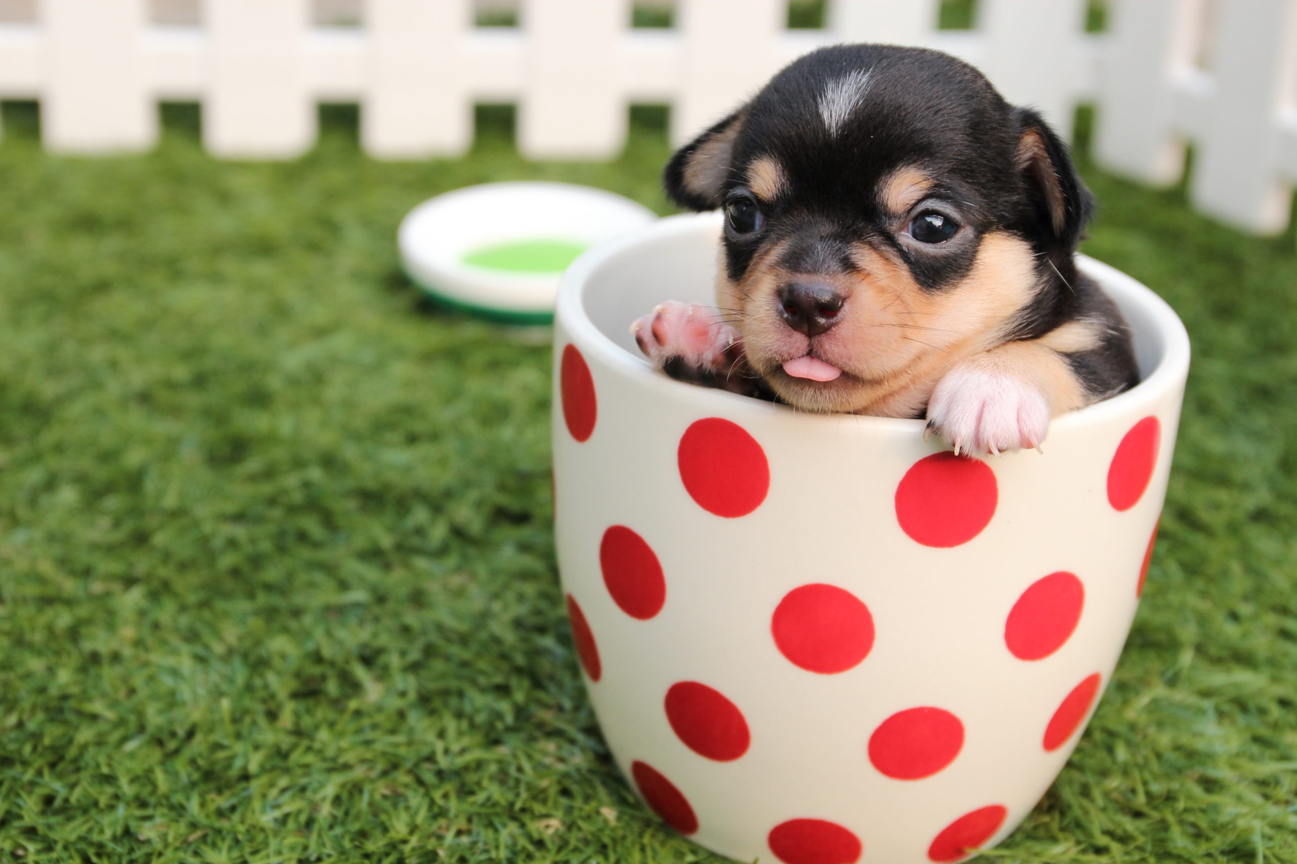 teacup dog breeds