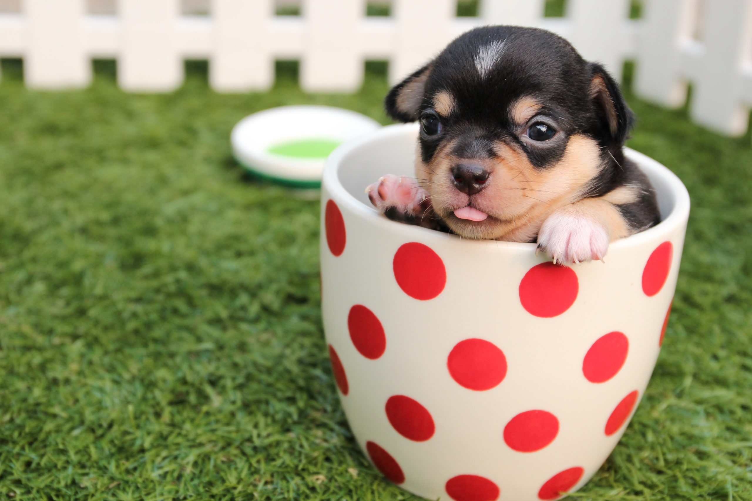 pexels-pixabay-39317 - Latest Fashion & Lifestyle Trends teacup dog breeds