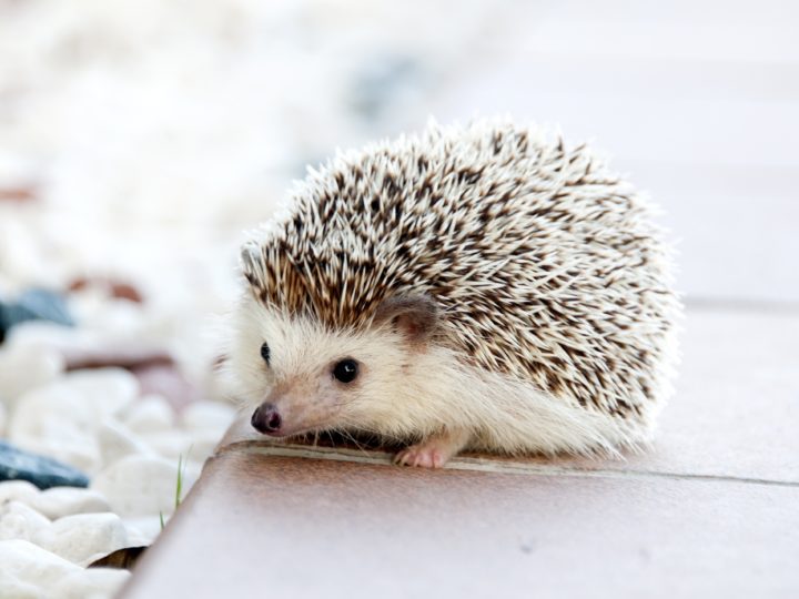Best Hedgehog Bedding Options For Your Little Pet