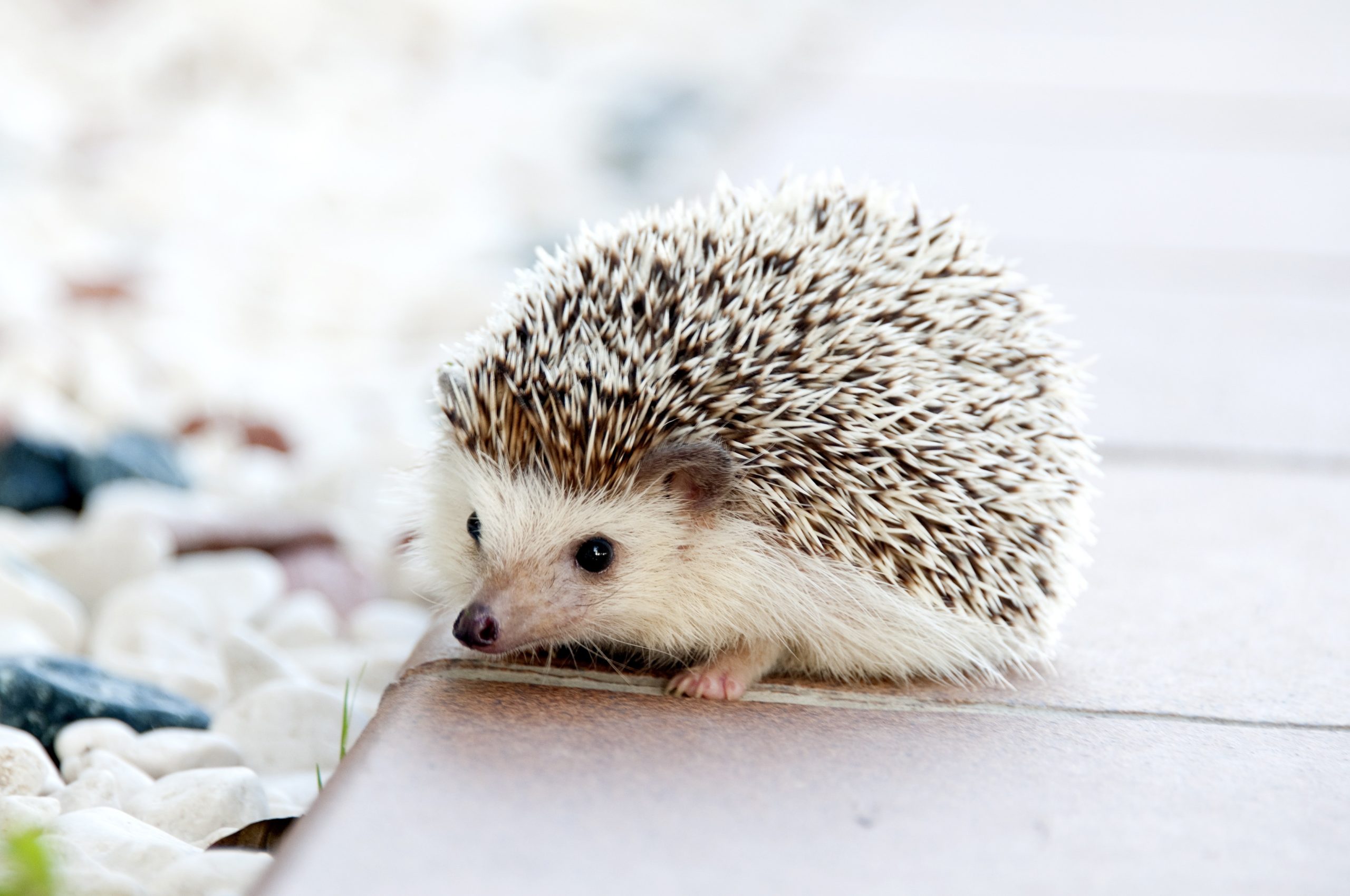 hedgehog bedding