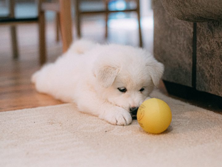 Best New Puppy Essentials For Your New Member