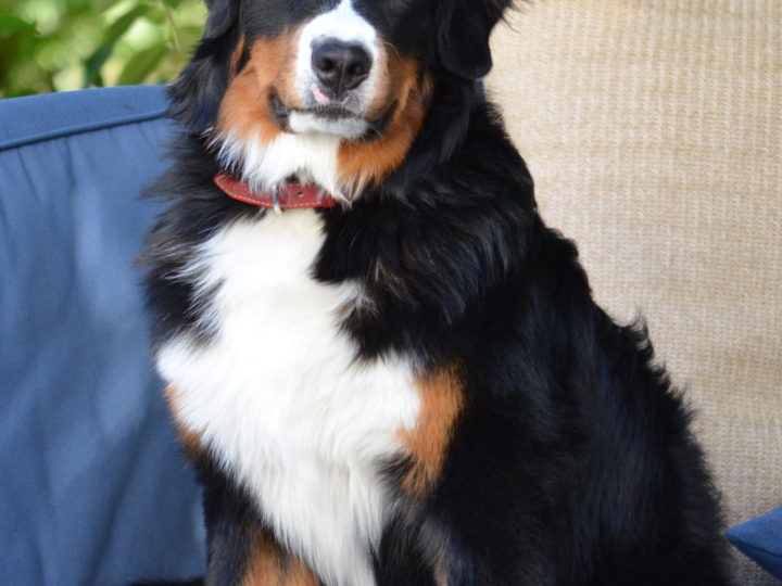 Cute And Attractive St. Bernese- The Mountain Dog