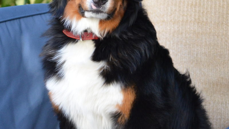 St. Bernese