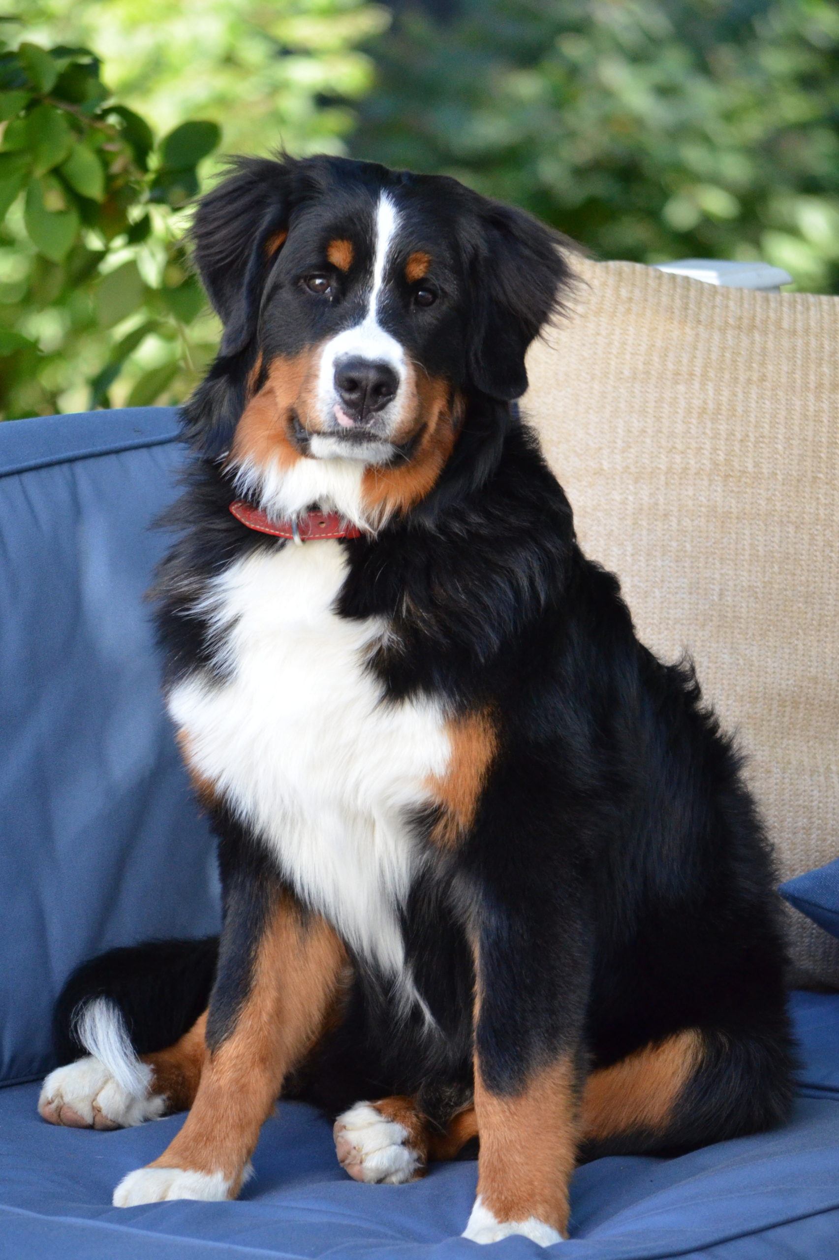 St. Bernese