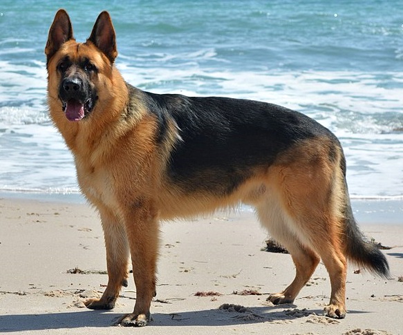 German Shepherd Stands Watch Over His Owner’s Grave — For Six Years