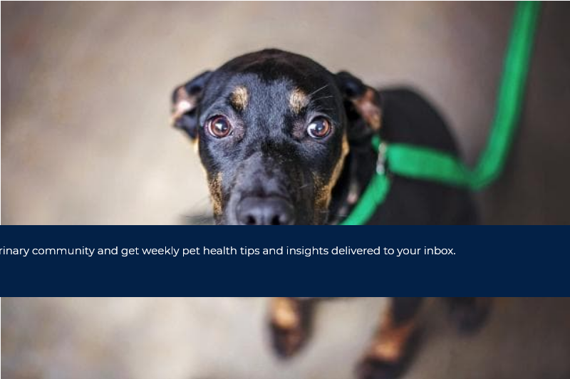 Screenshot 2021-08-05 at 13-38-31 Why Is My Dog Scared of Everything PetMD - Latest Fashion & Lifestyle Trends