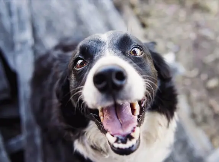 Dogs Scared Of? How to Help Dogs Overcome Their Fears