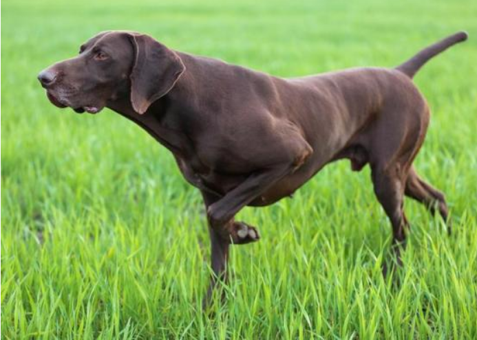 What Does It Mean When Your Dog Lifts a Paw?