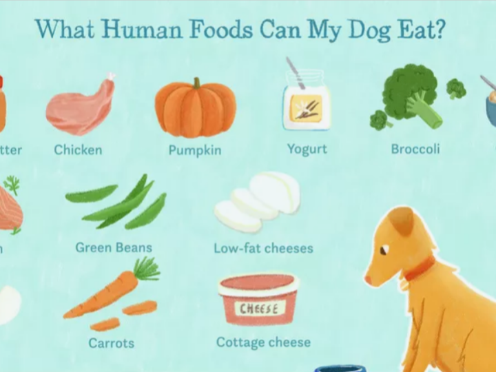 Healthy Human Foods You Should Be Feeding Your Dog