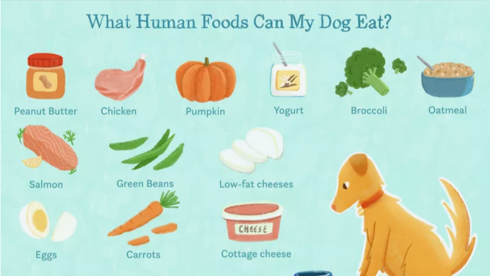Screenshot 2021-08-06 at 14-45-55 15 Human Foods Dogs Can Eat and 6 They Shouldn't - Latest Fashion & Lifestyle Trends