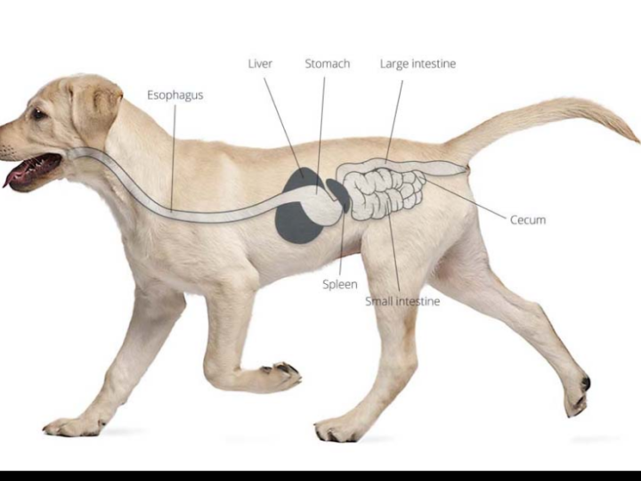 Dog Wishes You Knew About the Canine Stomach