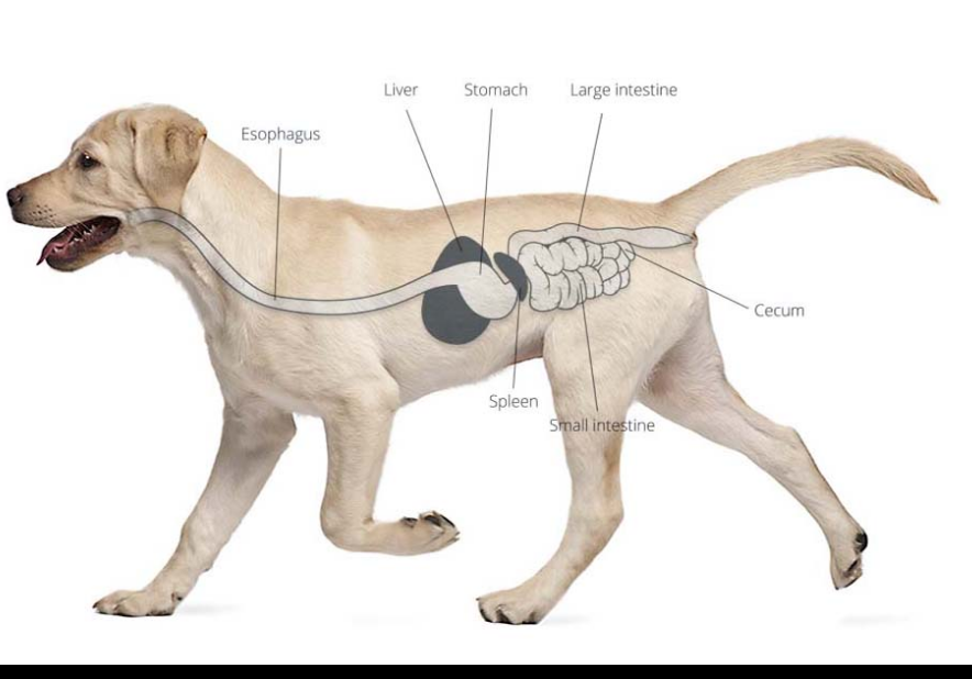 Screenshot 2021-08-06 at 15-07-05 What Your Dog Wishes You Knew About the Canine Stomach Diamond Pet Foods - Latest Fashion & Lifestyle Trends