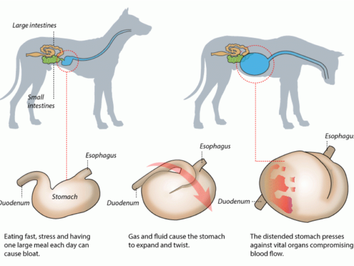 Bloat in Dogs: Symptoms, Causes, and Treatment