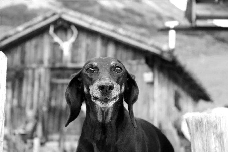 Screenshot 2021-08-06 at 18-04-17 Why Do Dogs Burp In Your Face - Born For Pets - Latest Fashion & Lifestyle Trends