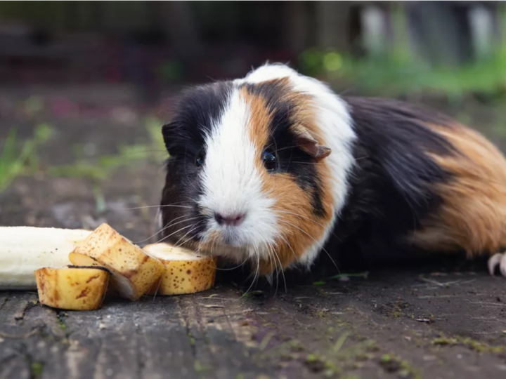 Type of Food we have to feed Guinea Pigs