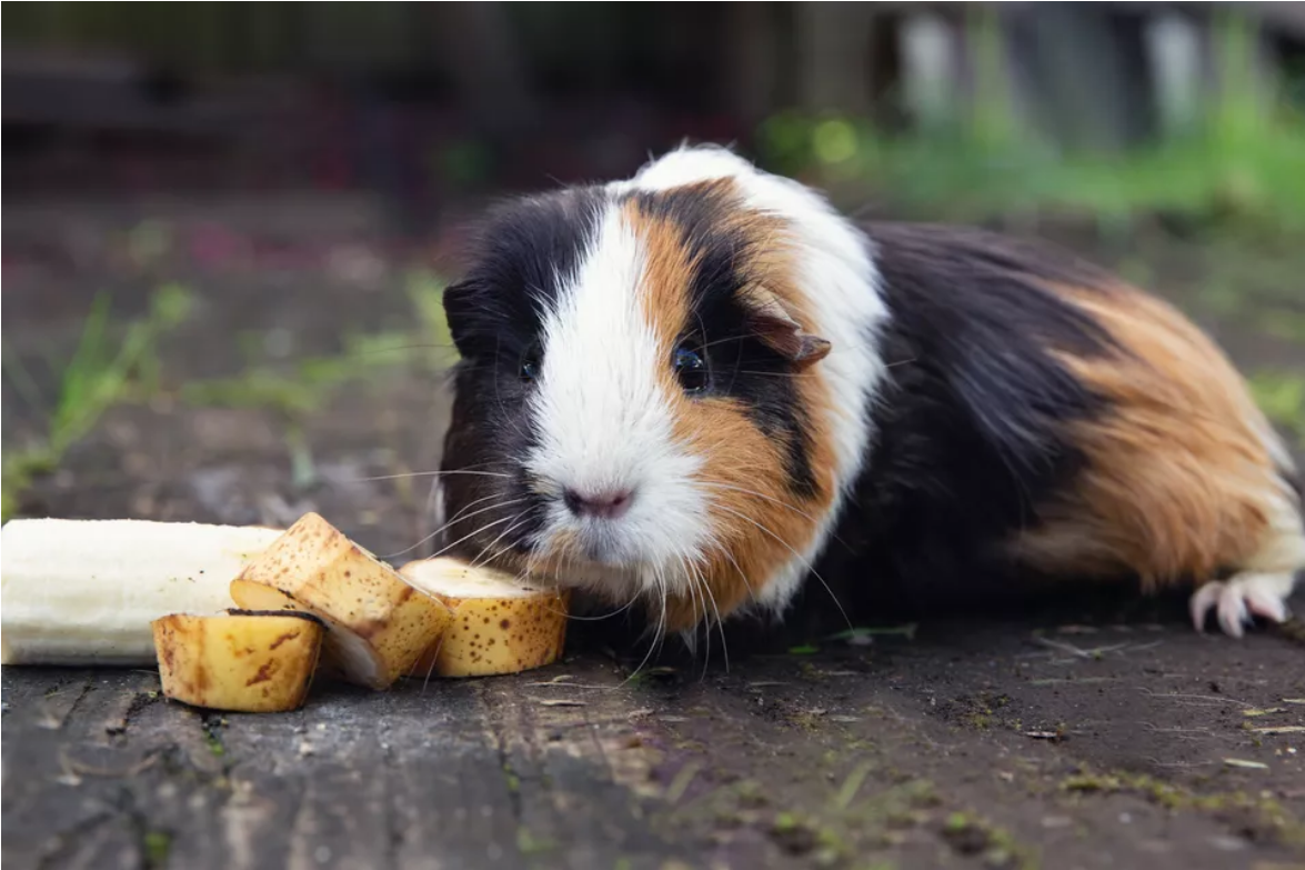 Screenshot 2021-08-18 at 14-43-11 The Right Way to Feed Your Guinea Pig - Latest Fashion & Lifestyle Trends